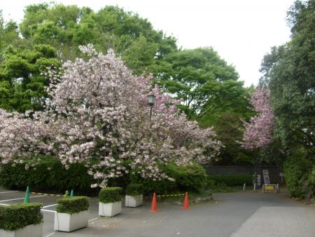 LES DERNIERS SAKURAS