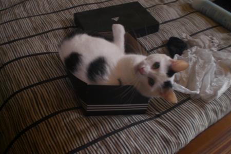 le plus beau c est lui!!